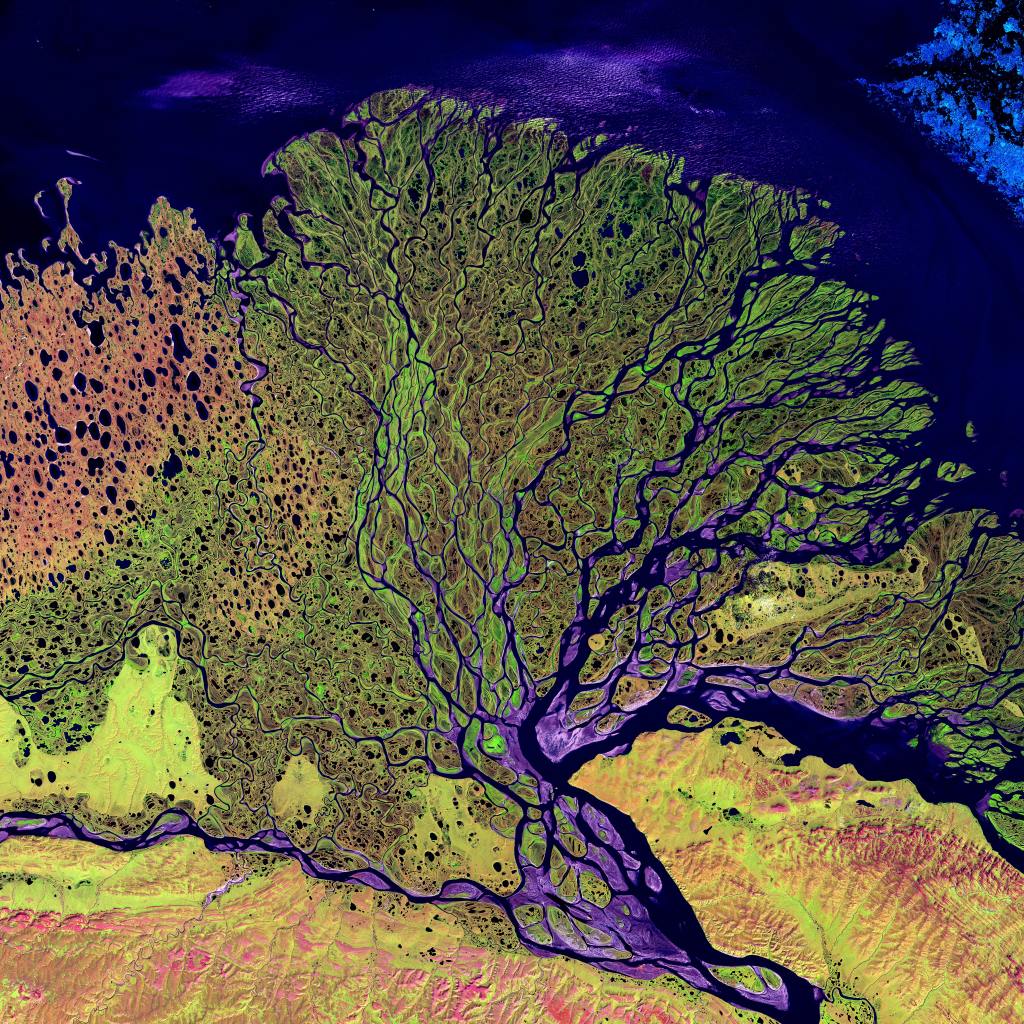 A riverbed from space that looks like a tree